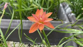 Hd175 Hybrid Flower