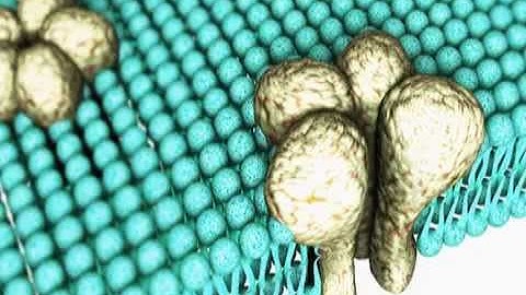 Morphine Binding Site
