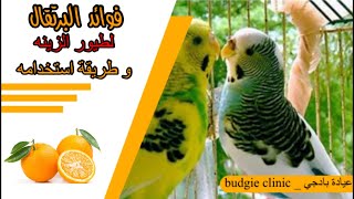 فوائد البرتقال لطيور الزينه وطريقة استخدامه القيمه الغذائيه وأهميته لعلاج حالات البرد والانفلونزا