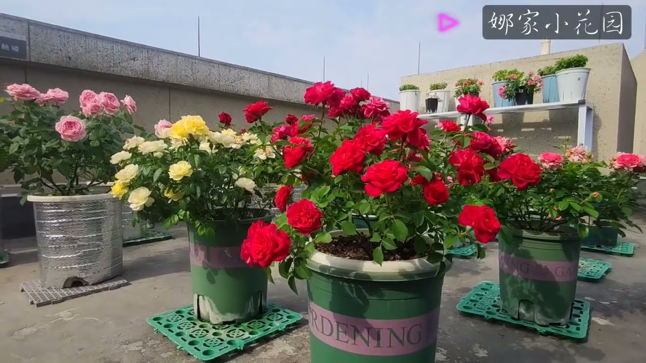 如何减少月季盲枝率？先得知道盲枝的原因。有枝就有花其实并不难