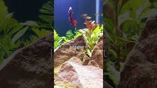 What's the BEST Red Plant for Your Aquarium? #shorts #aquarius #aquarium