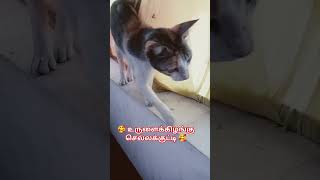 🥰 உருளைக்கிழங்கு செல்ல குட்டி 🥰#pets #அதிகாரம்2 #thankyou #funny #tamil #petlover #funny #petlover