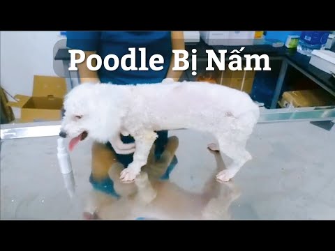 Video Hướng dẫn cách điều trị nấm da rụng lông (nấm đồng xu,... - youtube
