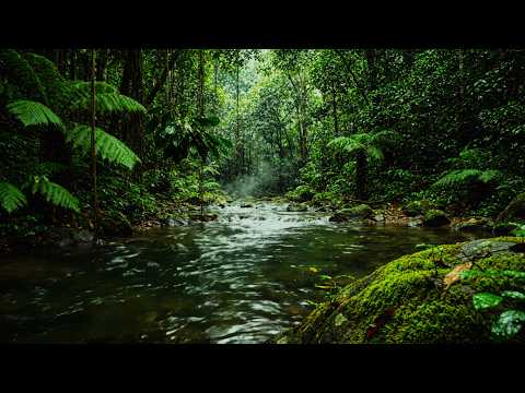 Forest Sounds 🌿 Relaxing Nature Sounds for Deep Sleep, Stress Relief & Meditation