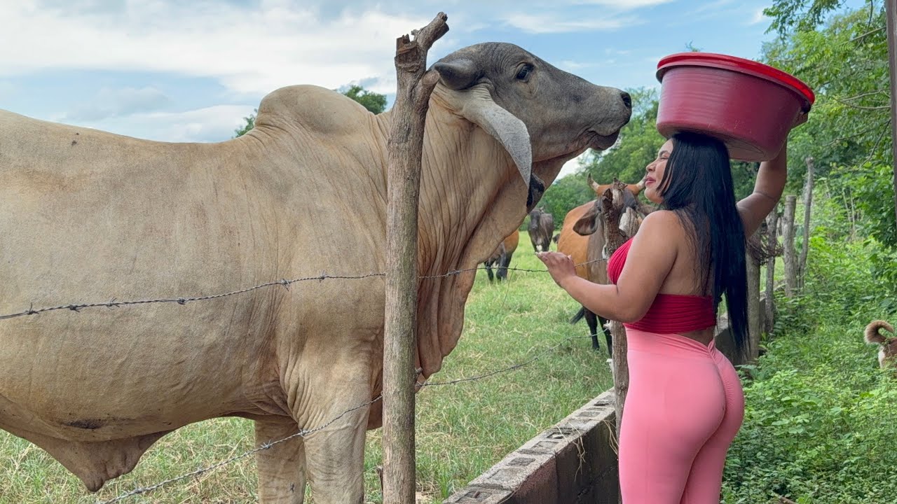 Mi RUTINA en el RANCHO Cuídando a las VACAS cargadas 🐮🐄