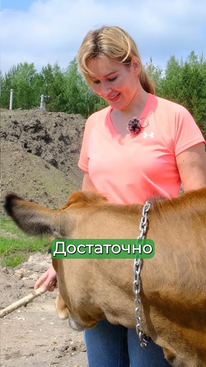 Самое сливочное молоко у Джерси! Корова джерсийской породы. #shorts # ...