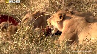 Brothers In Blood   The Lion 2017 Full Documentary HD