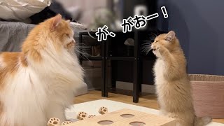 【爆笑】ボス猫と初対面した子猫の強いぞアピールがあまりにもかわいすぎたw