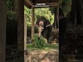 Dancing Elephant | Valakilukkana Kunjole | #trending #dance #valakilukkana #kalabhavanmani