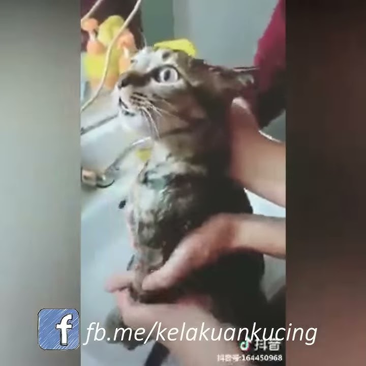[ viral ] lucu kucing teriak agus saat dimandikan kejadian didaerah cina