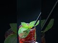 Why Tart Cherries Are Clinically Proven to Deepen Your Sleep #whythisfood #sleep