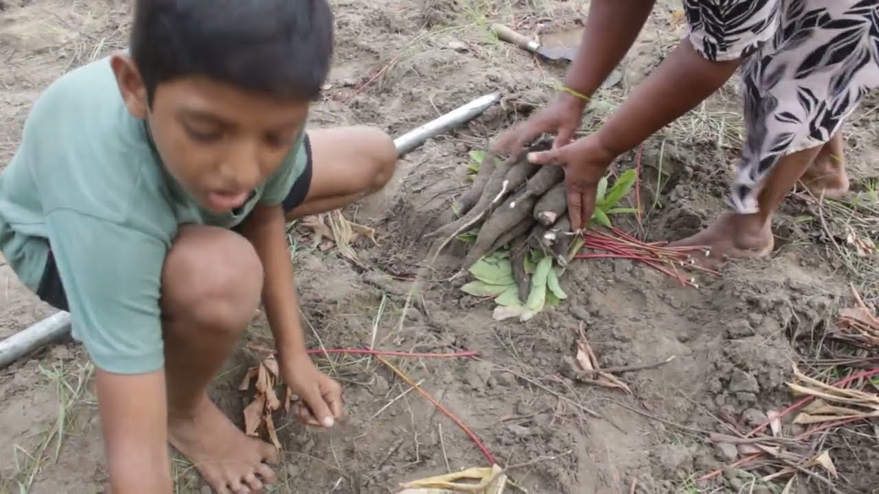 Village Life and Food | Jaffna, Srilanka | in tamil | Tamil Mix Sumi