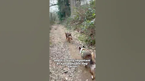 Why I'm training Lola with a muzzle