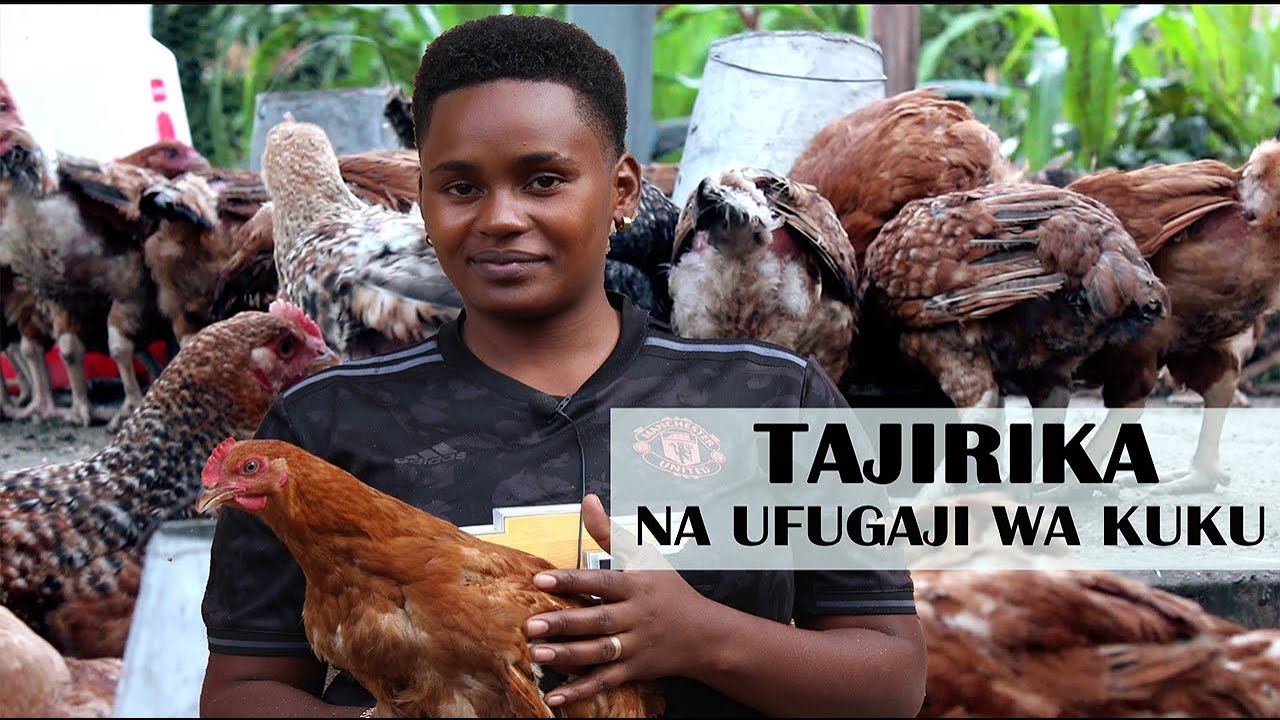 UFUGAJI WA KUKU CHOTARA AINA YA SASSO KWA KUKU WA NYAMA