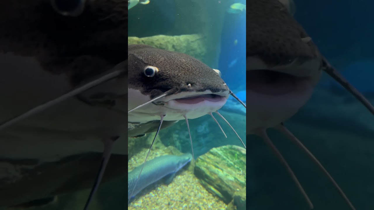 *LARGEST* Freshwater Fish In The World! 