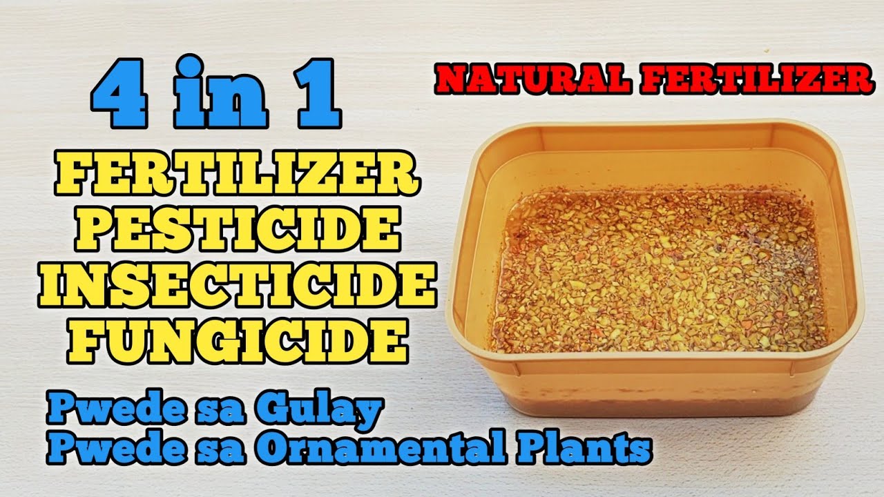 Epektibong Fertilizer, Pamatay at Pantaboy Insekto sa lahat ng klase ng Halaman #PinoyUrbanGardener