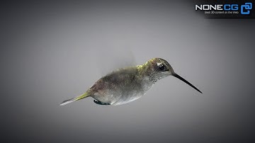 3D Hummingbird Animated