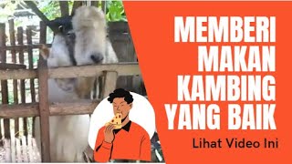 The Right and Correct Time to Feed Goats