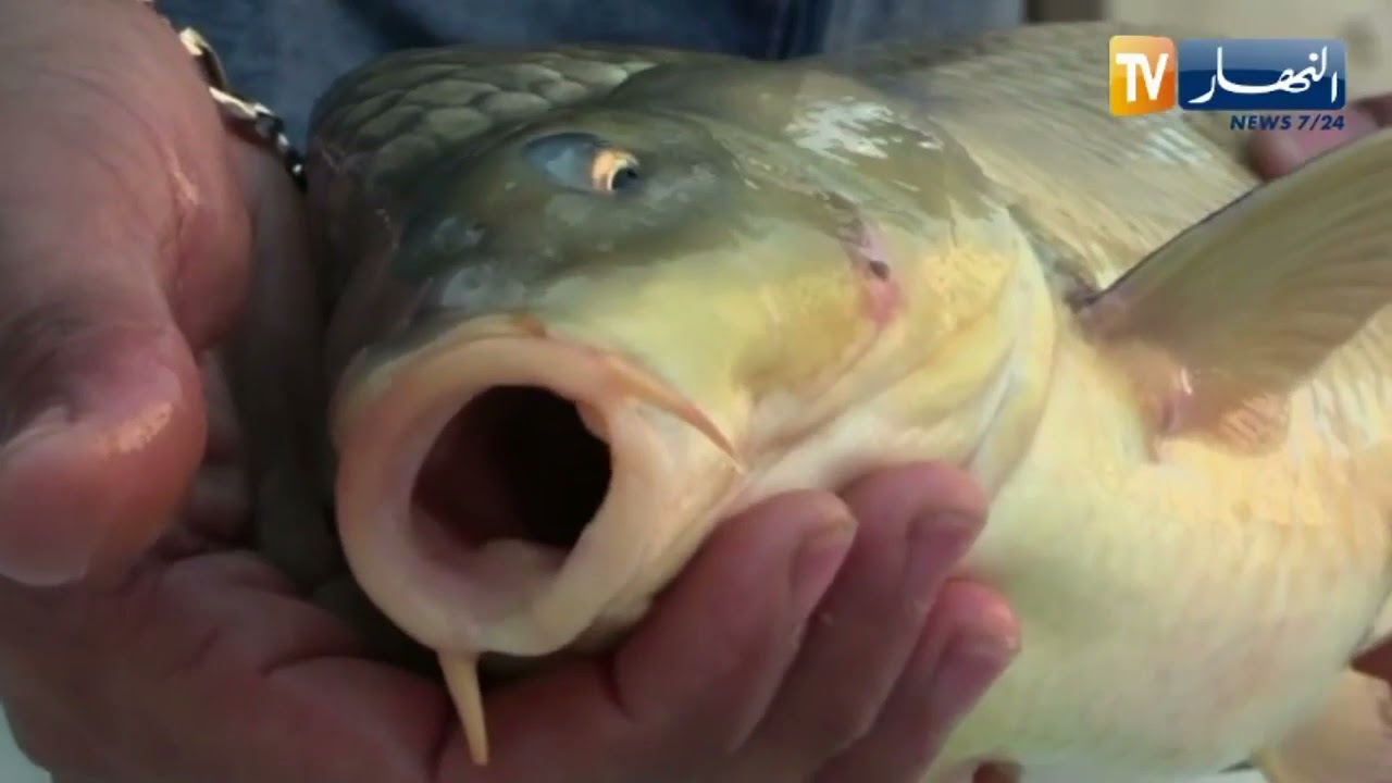 الجزائريون مقبلون على إستهلاك أسماك المياه العذبة لإنخفاض أسعارها