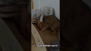 "Furry Fights &amp; Feline Frenemies 🐈Sibling Rivalry at Its Best! #catsofinstagram #funnycats #cute