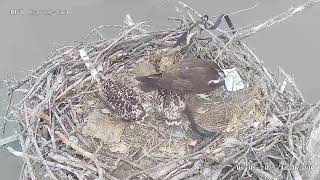 MNSA Osprey-Cam: 6/8/2025 Sibling Dispute