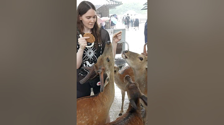 Silitin Japanissa Maailman "Kohteliaimpia" Kumartavia Peuroja...