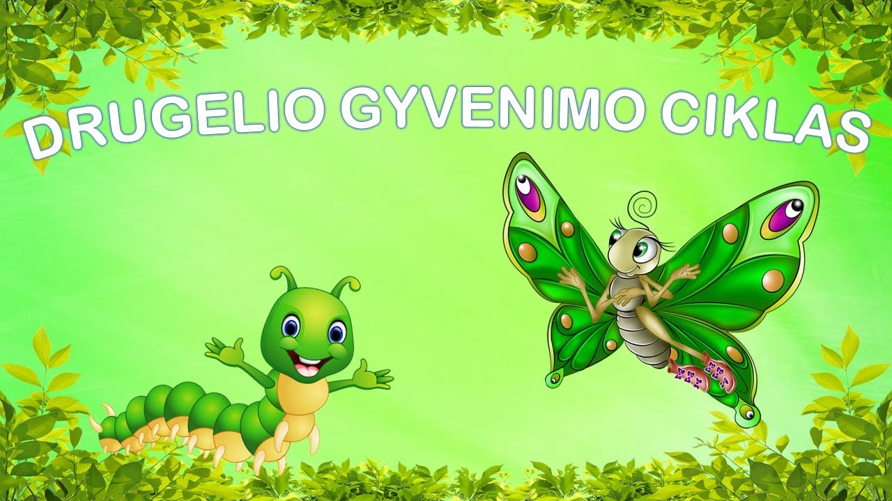 DRUGELIO GYVENIMO CIKLAS | ANIMACINIS FILMUKAS | ĮGARSINTA LIETUVIŠKAI | BUTTERFLY LIFE CYCLE