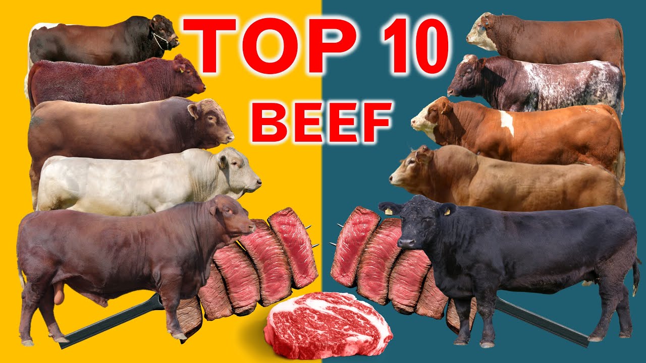 What Are Brown Beef Cows Called 2025 Hq720