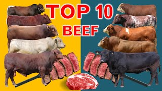 Top 10  Cattle Beef Breeds | Highest Average Daily Gain the World from Weaning to Yearling Age