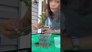 Diy moss pole for your plants using garden stake & pins #fyp #plants