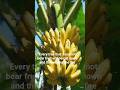 Every Tree Must Bear Fruit #tree #fruit #fire