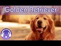 Dog TV: For Golden Retrievers! Relax Your Golden Retrievers Dog with this Calming TV and Music!