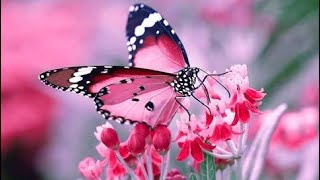 beautiful butterfly whatsapp status