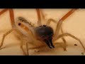 Amazing! Camel Spider With Poison Scorpion! Warning Live Feeding