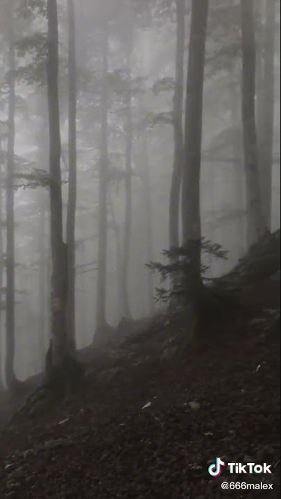 Dark Forest Theme Aesthetics, Deep Nature & Moody Peace Vibes - Instagram Reels, TikTok & #Shorts