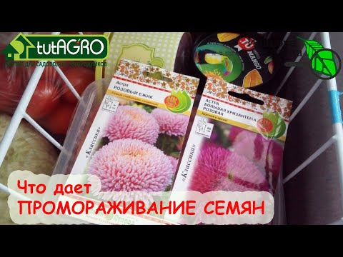 МОРОЗИТЬ СЕМЕНА РЕАЛЬНО КРУТО! КАК И ЗАЧЕМ ПРОМОРАЖИВАТЬ СЕМЕНА?