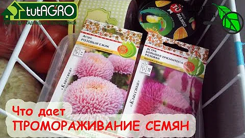 МОРОЗИТЬ СЕМЕНА РЕАЛЬНО КРУТО! КАК И ЗАЧЕМ ПРОМОРАЖИВАТЬ СЕМЕНА?