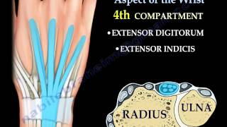 Anatomy Of The Dorsal Aspect Of The Wrist - Everything You Need To Know - Dr. Nabil Ebraheim