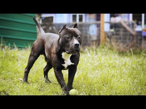 Video: Záchranné domy Pit Bulls v luxusných chatách na zvýšenie prijímacích sadzieb