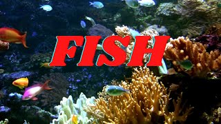 FISH | All About Fish Facts for KIds