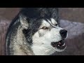 Husky/Malamute Thinks He Can Sing