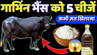 🚨किसान जरूर देखें! गाभिंन भैंस को ये चीजें मत खिलाना🐂Pregnant bhains ki dekhbhal kaise kare✅