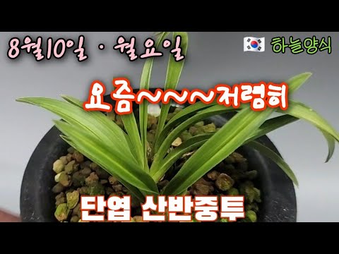유튜브 썸네일