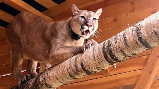 COUGAR REACTION TO A NEW AVIARY