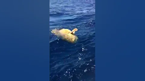 300 pound Goliath grouper caught 40 miles off the coast of