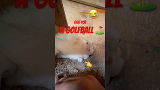 Egg Collecting Gone Wild Fball For Eggs