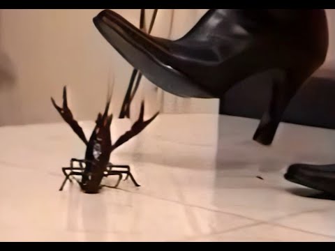 N58 Bug Crush Teaser - Black Boots and Crayfish