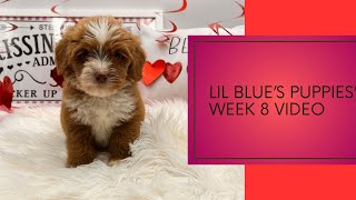 Lil Blues Puppies-8 Weeks Old by Pine Lodge Labradoodles 89 views 3 months ago 4 minutes, 26 seconds