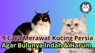 9 Cara Merawat Kucing Persia agar Memiliki Bulu Indah dan Harum