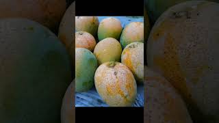 রজশহর হমসগর আম Mango